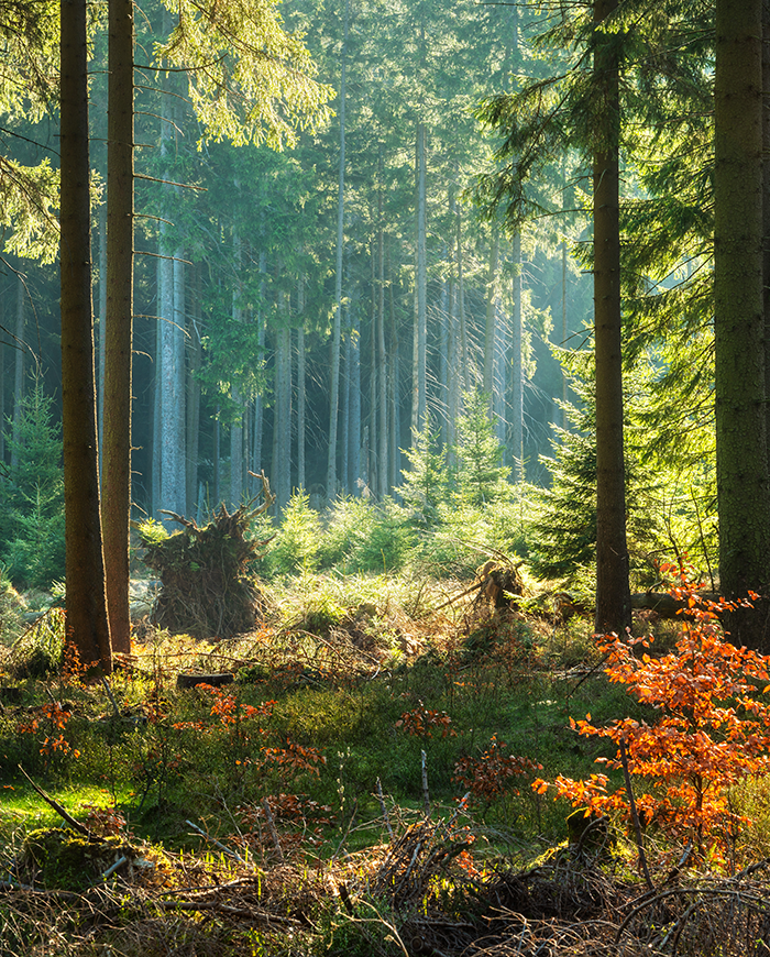 Duftender Wald am Morgen umweltfreundlich verpackt